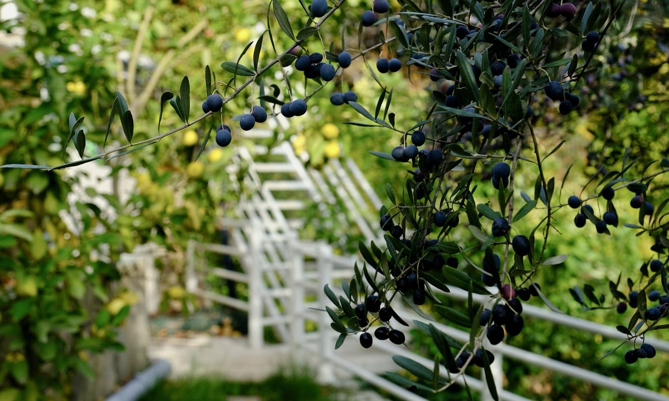 Olive branches on the tree, in focus with heavy background blur.